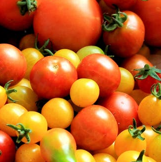 Cheery Tomato 