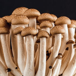Mushroom