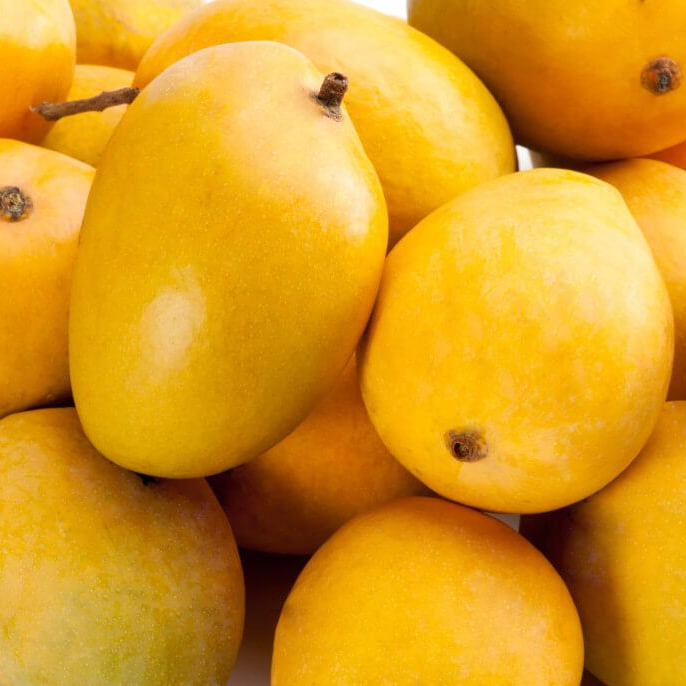 Mango Alphonso Ratnagiri